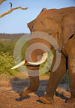 Large elephant bull in savannah