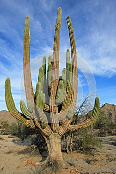 Large Elephant Cardon cactus or cactus Pachycereus pringlei at a desert landscape, Baja California Sur, Mexico