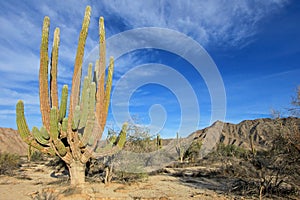 Large Elephant Cardon cactus or cactus Pachycereus pringlei at a desert landscape, Baja California Sur, Mexico