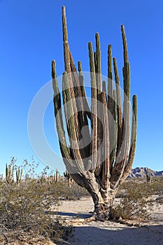 Large elephant Cardon cactus at a desert with blue sky, Baja California, Mexico. photo