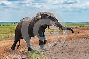 A large elephant coming out of the river