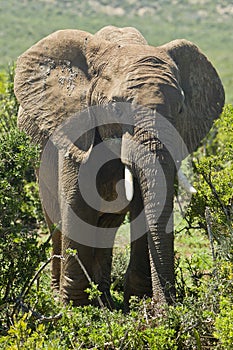 Large elephant eating