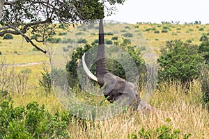 Large elephant eats leaves from a tree. Masai Mara, Kenya
