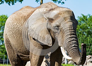 Large Elephant enjoying a sunny day