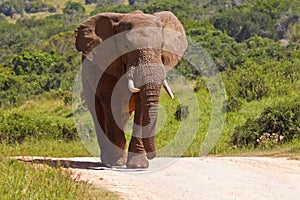 Large elephant on a gravel road