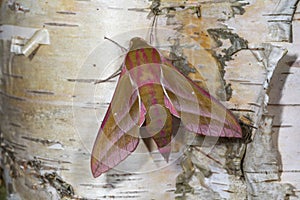 Large elephant hawk moth, deilephila elpenor on Silver birch. Cardiff, Wales.