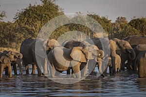 Large elephant herd standing in water drinking in Savuti in Botswana