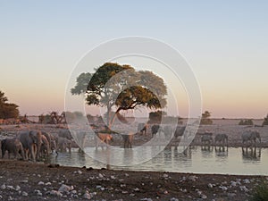 Large Elephant Herd at Water Hole in Etosha National Park, Namibia, Africa