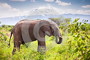 Large elephant with Mount Kilimanjaro. Tanzania.