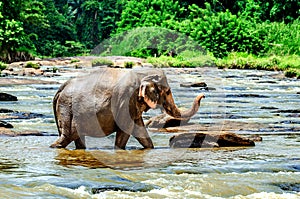 A large elephant with a raised trunk is walking along the river.Pinnawala Elephant Orphanage.