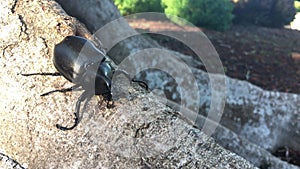 Large elephant rhinoceros beetle