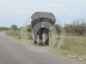 A large Elephant saunters toward our car