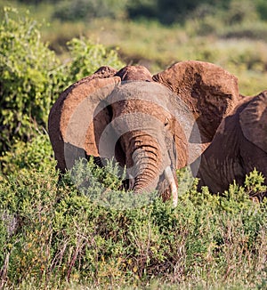 Large elephant shakes its head in warning to stay back