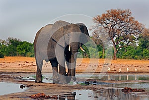 Large Elephant standing at the edge of a waterhole with a natural tree and bush background in Little Mak, as seen from the hide photo
