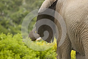 Large elephant standing and holding a yellow wild flower with its trunk