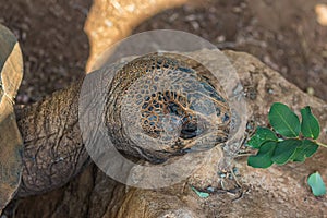 Large elephant tortoise Chelonoidis elephantopus eats a branch with leaves