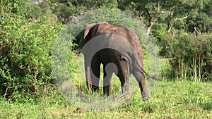 A large elephant with tusks in the bush
