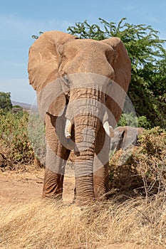 Large elephant with tusks in grasslands in Kenya