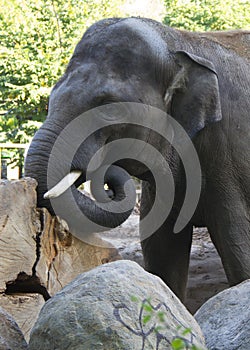 Large elephant with tusks. Head.