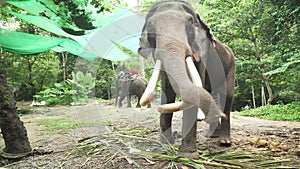 Large elephant with tusks stock footage video