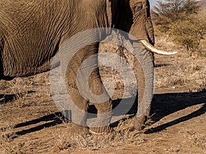 Large elephant with tusks trudging across landscape