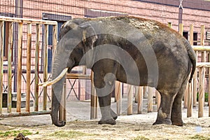 large elephant with tusks in a zoo enclosure