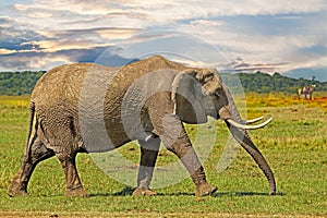 Large Elephant walking across the African Plains with a dramatic sky in the Masai Mara, Kenya