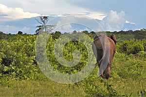 Large elephant walking away