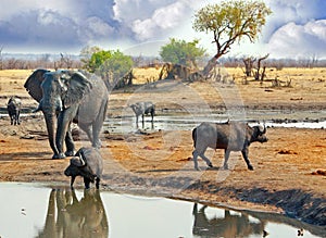 Large Elephant walking behind buffalo at a waterhole in Hwange National Park, Zimbabwe, Southern Africa