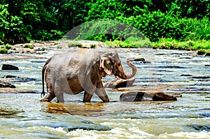 A large elephant walks along the river raising its trunk. Pinnawala Elephant Orphanage.