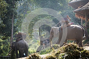 Large elephants eating grass near the cottage