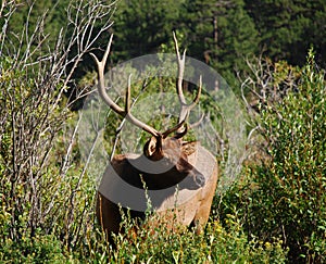 Large Elk with 5 Point Antlers