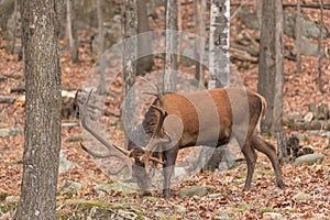 Large Elk