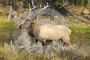 A large elk with big antlers giving me the side eye next to the river in Yellowstone National Park.