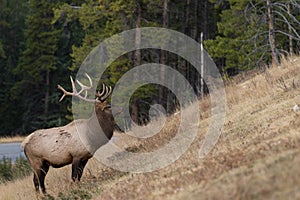 Large elk eating grass on the side of a hill