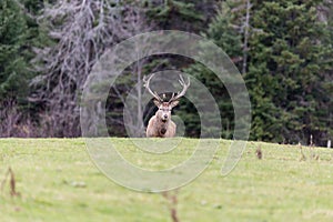 Large Elk