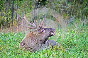 A large elk lies in green grass bugling.