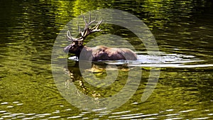 Large elk stag wading in a lake