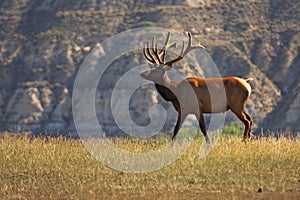 Large Elk in the Wild photo