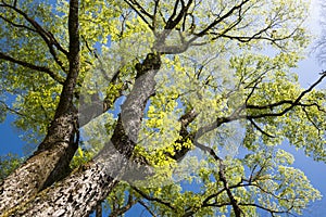 Large elm tree