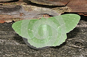 Large Emerald Moth photo