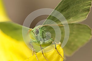 Large emerald Moth in big detail, Geometra Papilionaria photo
