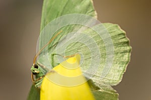Large emerald Moth in big detail, Geometra Papilionaria photo