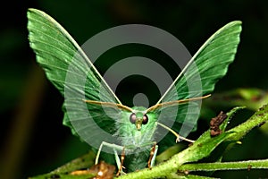 Large emerald moth (Geometra papilionaria) photo