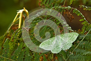 Large Emerald Moth photo