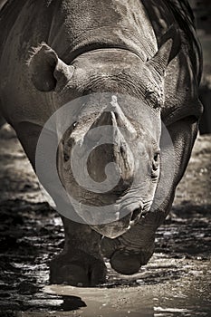 Large Endangered Black Rhino Charges Towards The Camera At Local Zoo