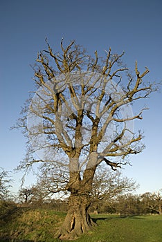 Large English Oak
