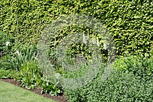 Large English Perennial border and lupins