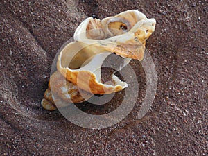 Large erroded whelk shell Sea shells on the sand