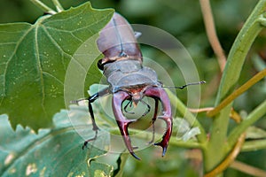 Large european beetle male in nature